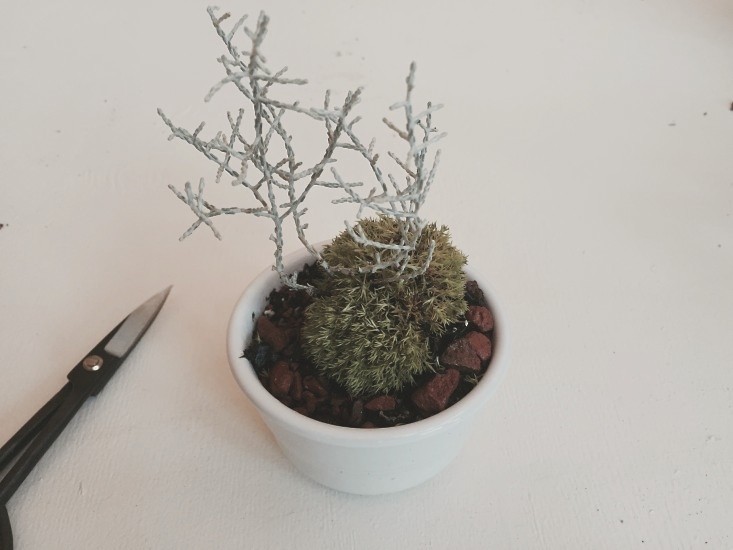 diy-modern-bonsai-cushion-bush-gardenista