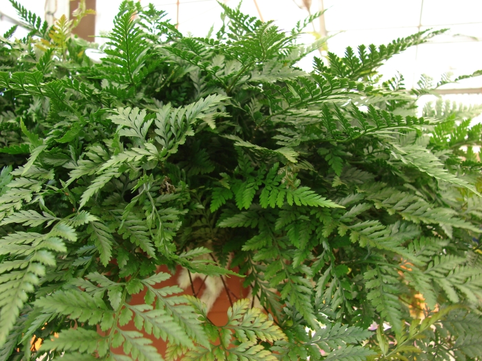 Picture of fern