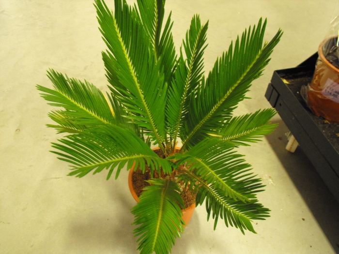 aerial view of sago palm