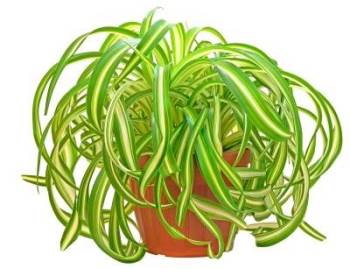 picture of spider plant