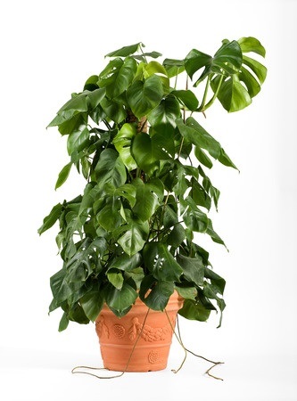 Picture of plant