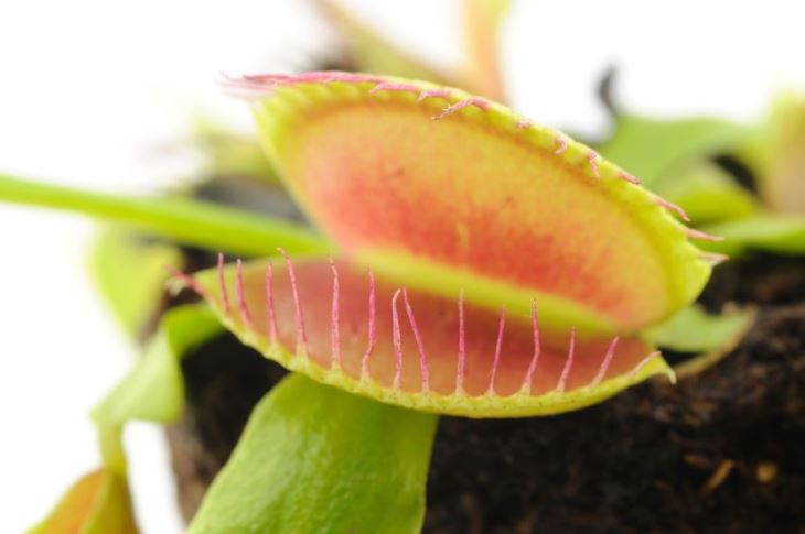 Close up picture of fly trap leaf open
