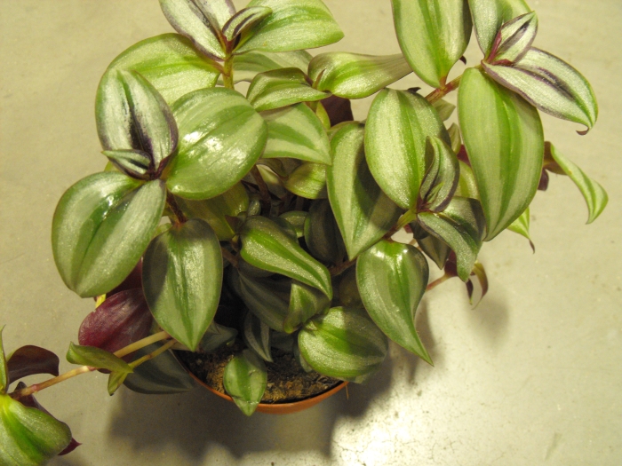 Arial view of wandering jew