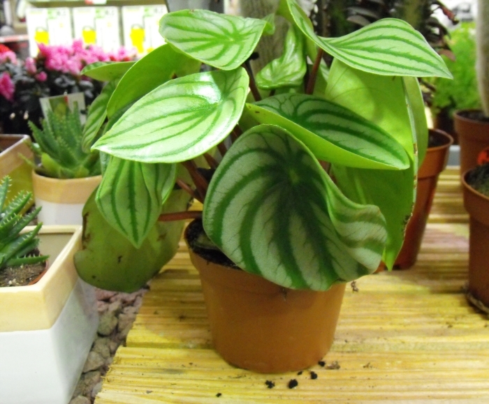 Watermelon peperomia large picture