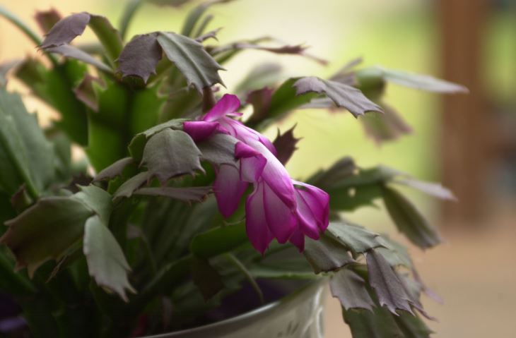Close up of Christmas Cactus blooming