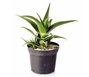 Picture of aloe