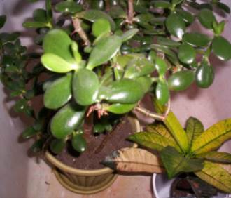 Ariel view of a potted jade plant