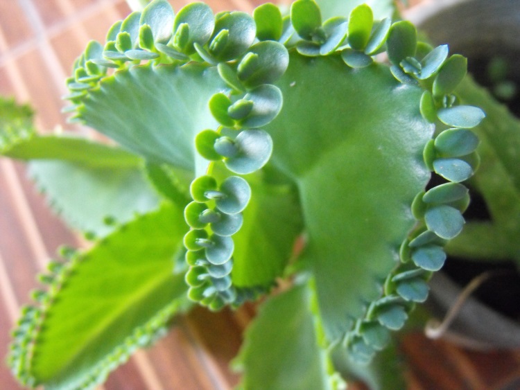 Picture of plantlets
