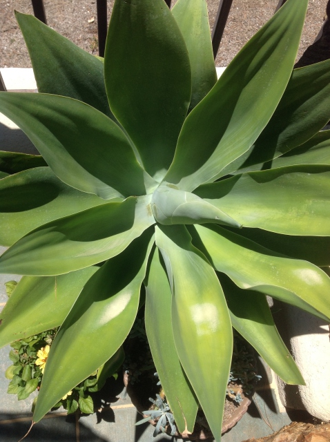 Agave attenuata 