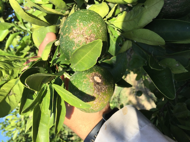 Citrus damage