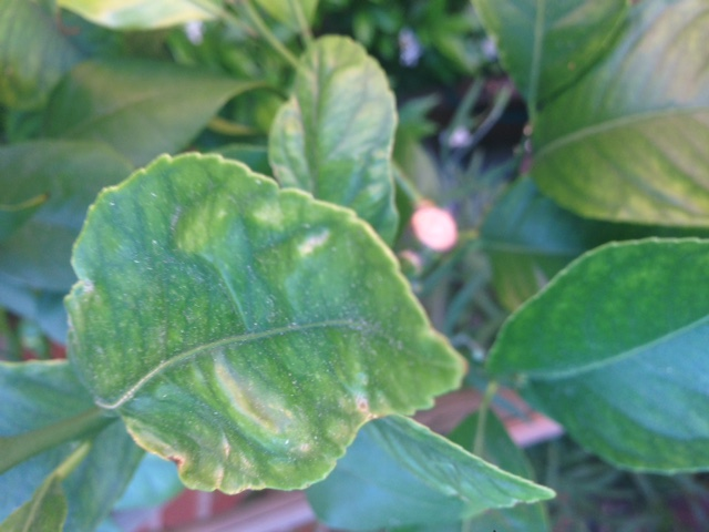 Lemon tree leaves