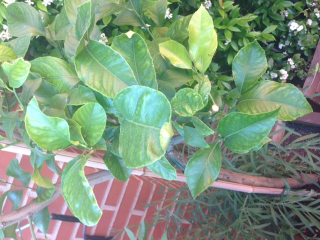 Lemon tree