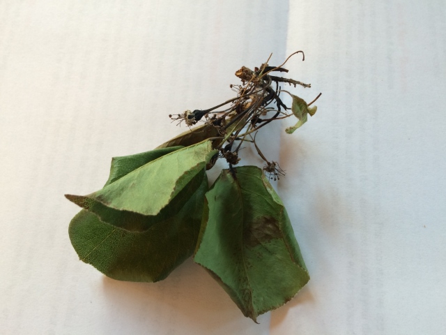 chantacleer pear leaves 1