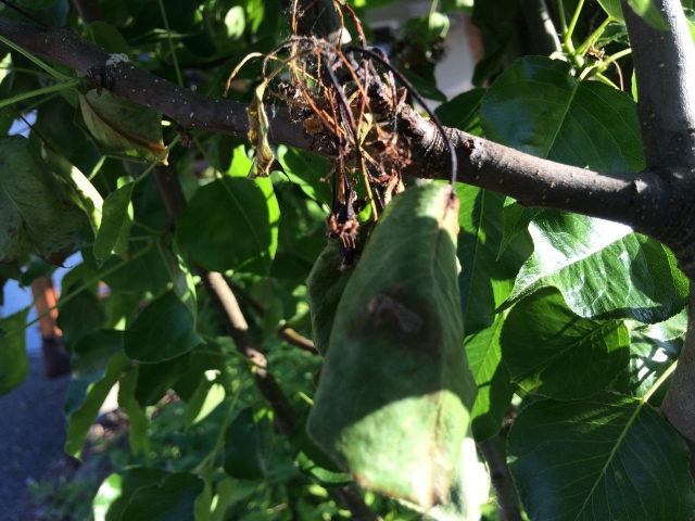 chantacleer pear leaves 2