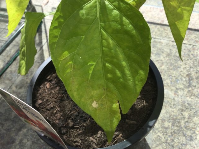 Habanero Chilli Leaf 