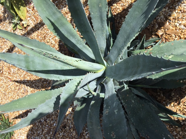 agave?