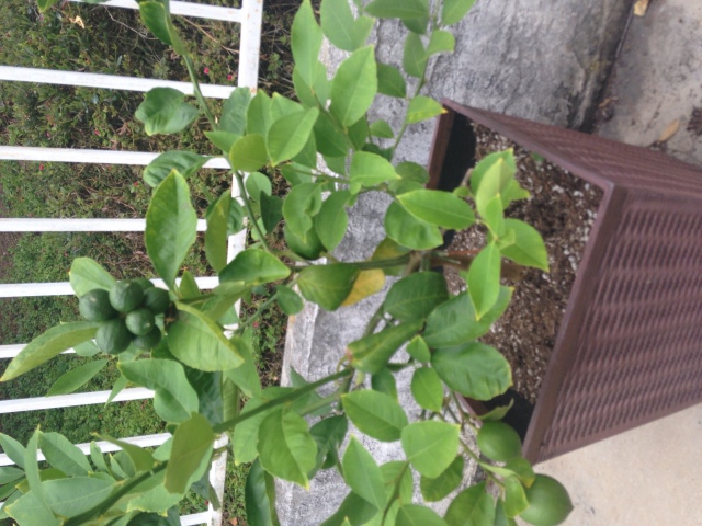Meyer Lemon dwarf tree
