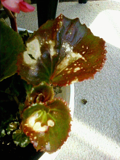 begonia 10