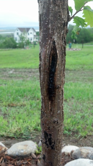 bur oak