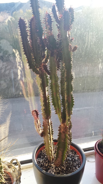 diseased cactus