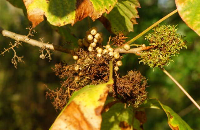 poison ivy growths