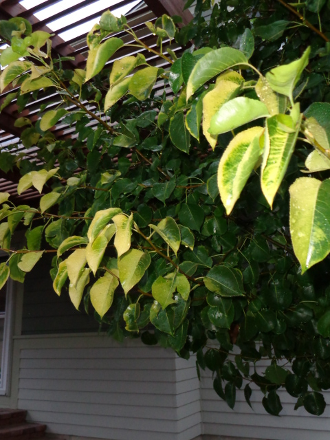 Yellow Color on Leaves