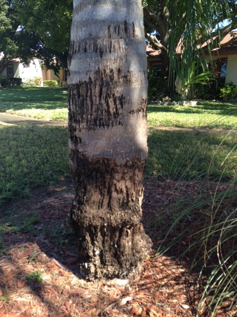 Palm Tree Rot 1
