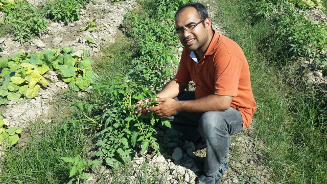 tomato plant on fruiting stage