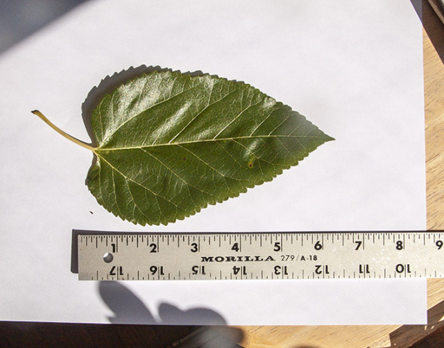 Mystery Leaf
