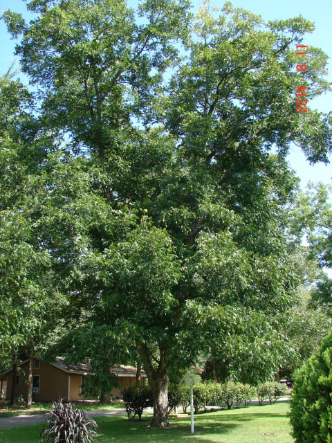  pecan tree