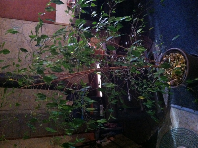 My sick tree