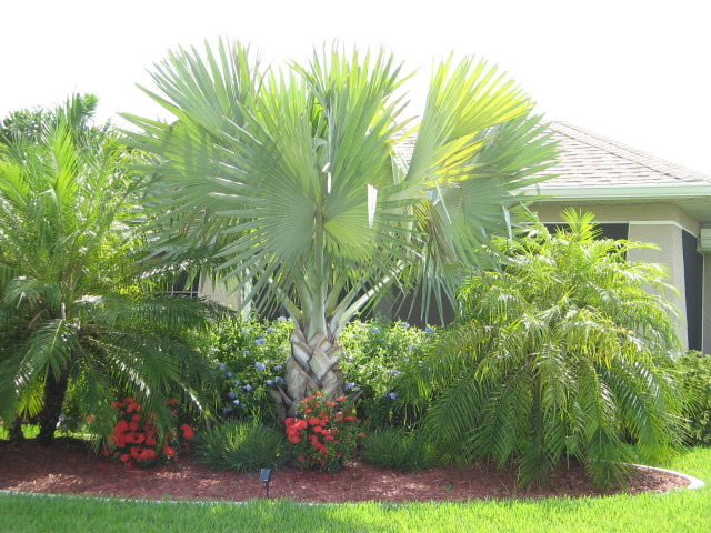 Bismark Palm