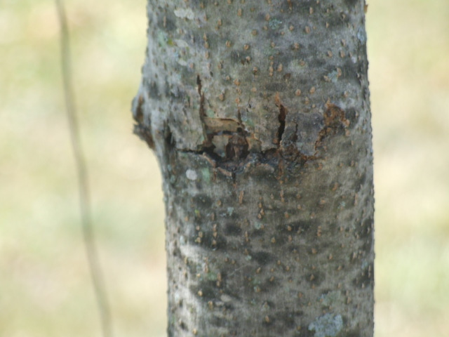 Trunk of Purple Autum Ash