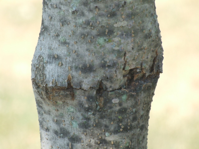 Trunk of Purple Autum Ash closer view