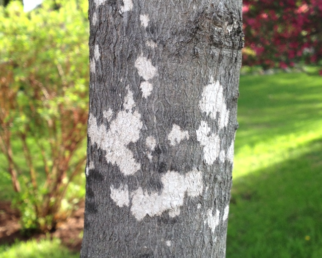 Sugar Maple up close