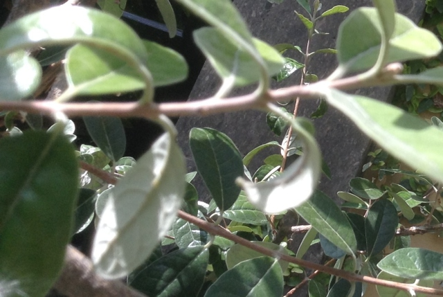 leaf curl and brown vein 