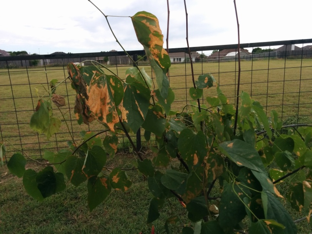 Weeping Redbud Leaves