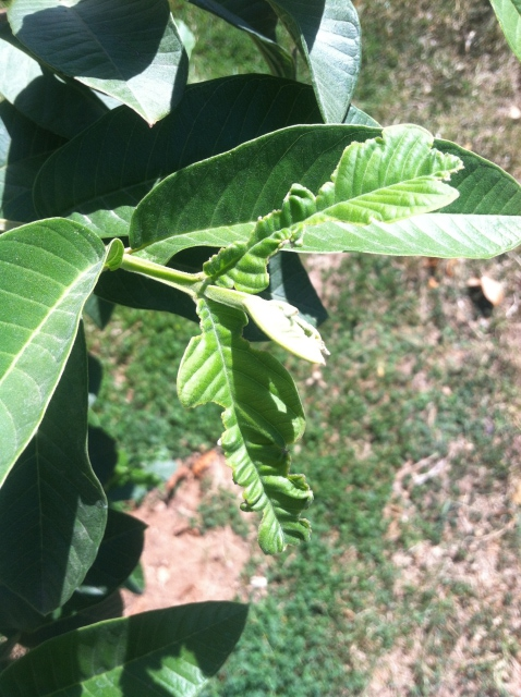 Guava Tree