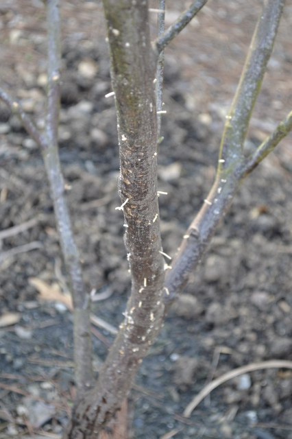 Japanese Maple Disease