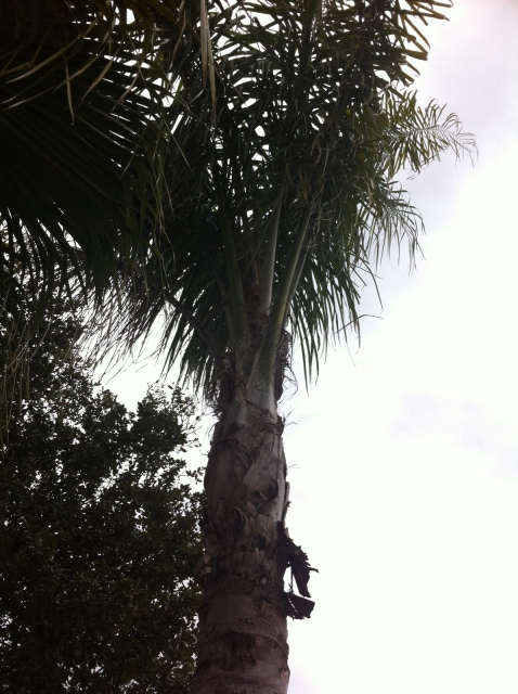 Palm pic 1