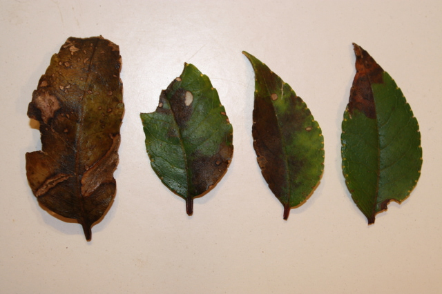 leaves