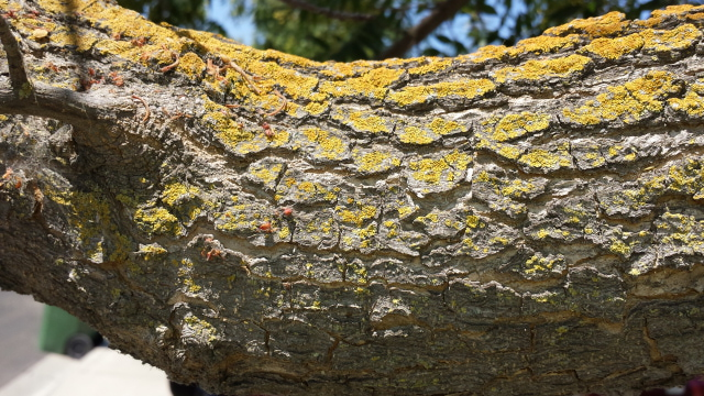 Growth on Bark