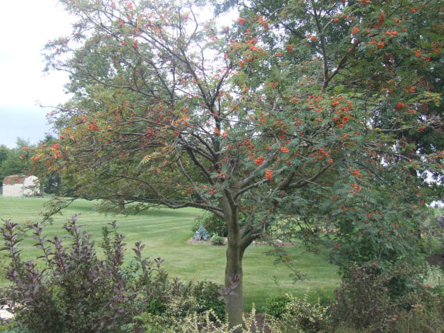 Mountain Ash Orange Berries