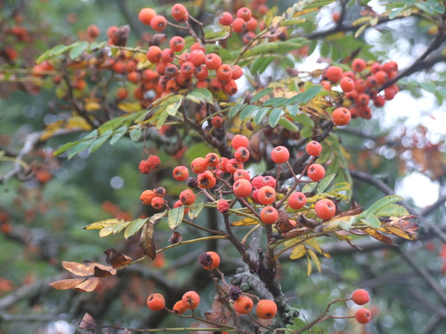 Orange Berries