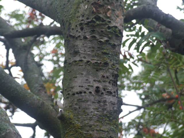 Trunk Closeup