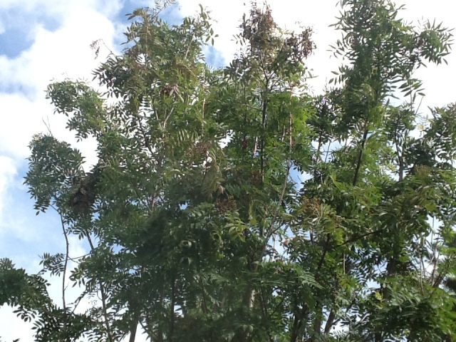 Mountain ash tree