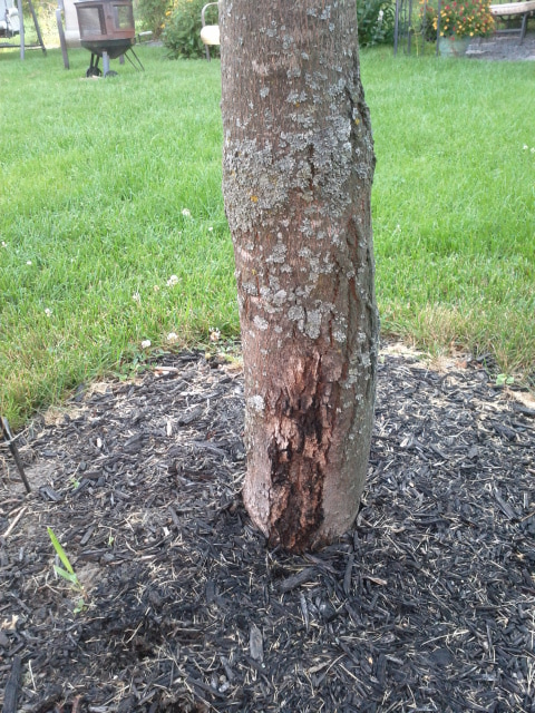 Damaged Maple Trunk