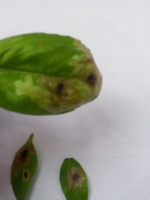 Damaged Basil Leaves
