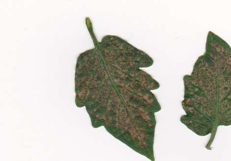Tomato plant leaves