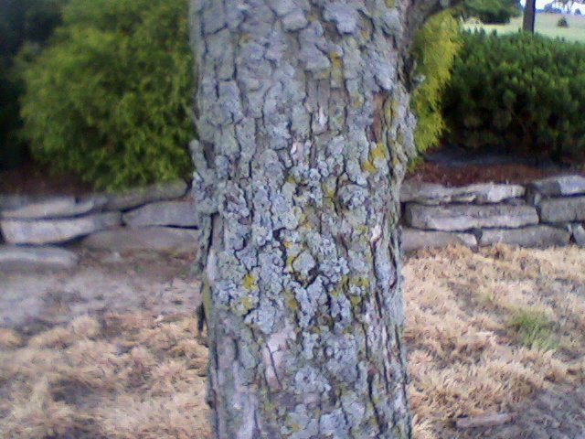 fungus trunk maple trees